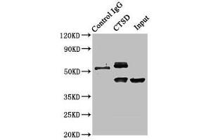 Immunoprecipitating CTSD in HepG2 whole cell lysate Lane 1: Rabbit control IgG instead of ABIN7147000 in HepG2 whole cell lysate. (Cathepsin D anticorps  (AA 67-403))