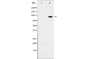 Western blot analysis of ADAM 17 phosphorylation expression in K562UV treated whole cell lysates,The lane on the left is treated with the antigen-specific peptide. (ADAM17 anticorps  (pThr735))