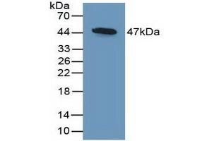 Detection of Recombinant DKK3, Mouse using Polyclonal Antibody to Dickkopf Related Protein 3 (DKK3) (DKK3 anticorps  (AA 23-349))