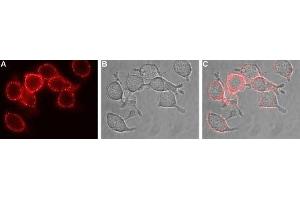 Expression of EAAT1 in human U-87 MG cells - Cell surface detection of EAAT1 in live intact human U-87 MG glioblastoma cells.
