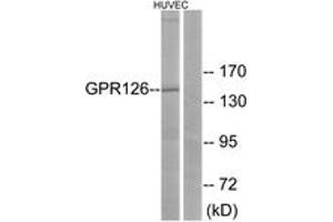 Western blot analysis of extracts from HuvEc cells, using GPR126 Antibody. (G Protein-Coupled Receptor 126 anticorps  (AA 431-480))