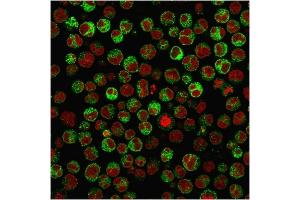 Immunofluorescence Analysis of PFA-fixed Raji cells labeling CD79a with CD79a Mouse Recombinant Monoclonal Antibody (rIGA/764) followed by Goat anti-Mouse IgG-CF488 (Green).