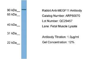WB Suggested Anti-MEGF11  Antibody Titration: 0. (MEGF11 anticorps  (Middle Region))