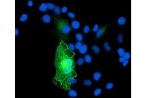 Anti-GAS7 mouse monoclonal antibody (ABIN2453058) immunofluorescent staining of COS7 cells transiently transfected by pCMV6-ENTRY GAS7 (RC215256). (GAS7 anticorps)