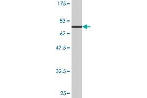 Western Blot detection against Immunogen (77.