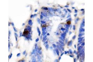 IHC analysis of Secretin/Sct using anti-Secretin/Sct antibody (ABIN7600918).