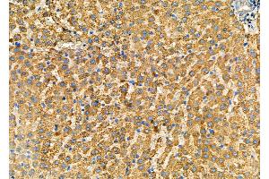 ABIN7093852 and ABIN7097895 at 1/100 staining Mouse pancreatic tissue by IHC-P. (NG2 anticorps  (Internal Region))