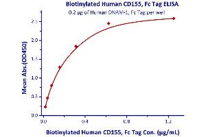Measured by its binding ability in a functional ELISA.