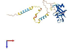 AlphaFold protein structure predicition of Mouse Recombinant Nrip3 Protein, UniprotID Q9JJR9
