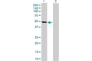 Western Blot analysis of CDC123 expression in transfected 293T cell line by CDC123 MaxPab polyclonal antibody. (CDC123 anticorps  (AA 1-336))