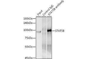 Immunoprecipitation analysis of 300 μg extracts of HeLa cells using 3 μg STB antibody (ABIN7270311). (STAT5B anticorps)