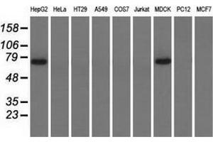 Western blot analysis of extracts (35 µg) from 9 different cell lines by using anti-PEX5 monoclonal antibody. (PEX5 anticorps)