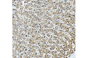 IHC analysis of TJAP1 using anti-TJAP1 antibody (ABIN7600200).