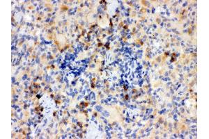 Anti- TLR7 Picoband antibody, IHC(P) IHC(P): Rat Thymus Tissue