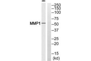 Western blot analysis of extracts from 293 cells, using MMP1 (Cleaved-Pro269) antibody. (MMP1 anticorps  (Cleaved-Pro269))
