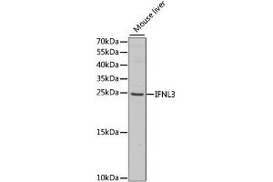 Western blot analysis of extracts of mouse liver, using IFNL3 antibody (ABIN1876849) at 1:1000 dilution. (IL28B anticorps)