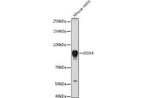 Western blot analysis of extracts of Mouse testis, using DDX4 antibody (ABIN7266705) at 1:1000 dilution.