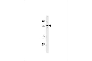 HLN1 Antibody (N-term) (ABIN1881676 and ABIN2838460) western blot analysis in A549 cell line lysates (35 μg/lane). (PPHLN1 anticorps  (N-Term))