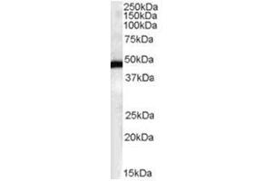 Image no. 1 for anti-F-Box and Leucine-Rich Repeat Protein 2 (FBXL2) (N-Term) antibody (ABIN374345) (FBXL2 anticorps  (N-Term))