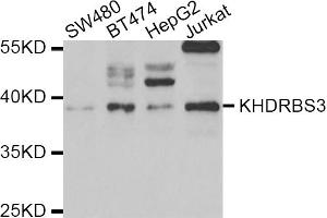 Western blot analysis of extracts of various cell lines, using KHDRBS3 antibody. (KHDRBS3 anticorps)