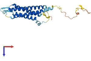 AlphaFold protein structure predicition of Mouse Recombinant Syngr2 Protein, UniprotID O55101