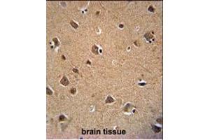AKT3 Monoclonal Antibody (ABIN659026 and ABIN2838048) immunohistochemistry analysis in formalin fixed and paraffin embedded human brain tissue followed by peroxidase conjμgation of the secondary antibody and DAB staining. (AKT3 anticorps)