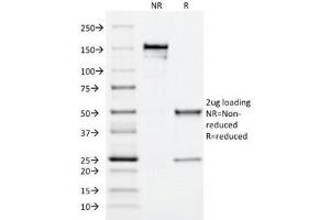 SDS-PAGE Analysis of Purified, BSA-Free MRP1 Antibody (clone MRP1/1344). (ABCC1 anticorps)