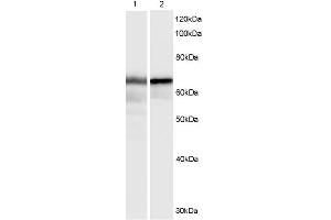Image no. 1 for anti-Hexamethylene Bis-Acetamide Inducible 1 (HEXIM1) (C-Term) antibody (ABIN375207) (HEXIM1 anticorps  (C-Term))
