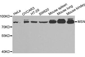 Western blot analysis of extracts of various cell lines, using MSN antibody. (Moesin anticorps)