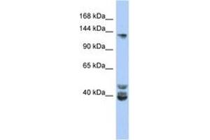 Image no. 1 for anti-Nuclear Receptor Coactivator 1 (NCOA1) (AA 611-660) antibody (ABIN6742422) (NCOA1 anticorps  (AA 611-660))