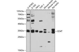 Western blot analysis of extracts of various cell lines, using ICMT antibody (ABIN6128077, ABIN6142129, ABIN6142130 and ABIN6214491) at 1:1000 dilution. (ICMT anticorps  (AA 175-284))