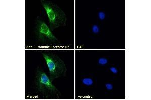ABIN185463 Immunofluorescence analysis of paraformaldehyde fixed HeLa cells, permeabilized with 0. (HRH2 anticorps  (C-Term))