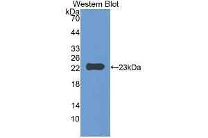 Western Blotting (WB) image for anti-CD47 (CD47) (AA 18-219) antibody (ABIN1859238) (CD47 anticorps  (AA 18-219))