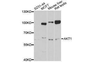 Western blot analysis of extracts of various cell lines, using AKT1 antibody. (AKT1 anticorps  (C-Term))