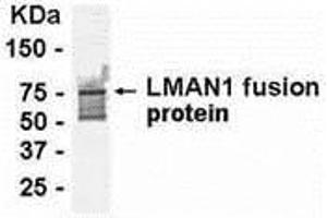 Western Blotting (WB) image for anti-Lectin, Mannose-Binding, 1 (LMAN1) (AA 270-470) antibody (ABIN2468020)
