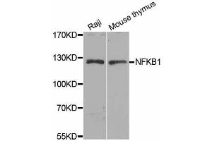 Western blot analysis of extracts of various cell lines, using NFKB1 antibody (ABIN5974018) at 1/1000 dilution. (NFKB1 anticorps)