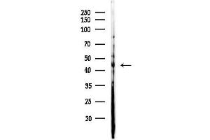 Western blot analysis of lysates from Mouse brain, using NR2F6 Antibody at 1/1000 dilution.