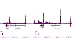 RNA pol II antibody (mAb) (Clone 1F4B6) tested by ChIP-Seq.