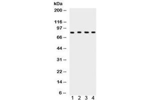 Western blot testing of 1) rat testis, 2) rat thymus, 3) human HeLa and 4) mouse NIH3T3 lysate with Ku80 antibody. (XRCC5 anticorps)
