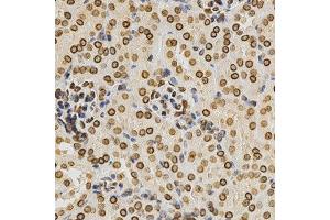 Immunohistochemistry of paraffin-embedded mouse kidney using LMNA antibody at dilution of 1:200 (x400 lens).