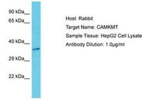 Image no. 1 for anti-Calmodulin-Lysine N-Methyltransferase (CAMKMT) (C-Term) antibody (ABIN6750679) (Calmodulin-Lysine N-Methyltransferase (CAMKMT) (C-Term) anticorps)