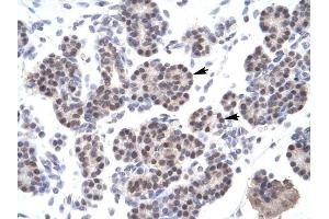 XRCC5 antibody was used for immunohistochemistry at a concentration of 4-8 ug/ml to stain Epithelial cells of pancreatic acinus (lndicated with Arrows) in Human Pancreas. (XRCC5 anticorps)