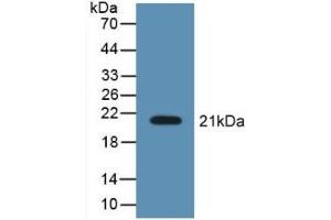 Detection of Recombinant LCN8, Mouse using Polyclonal Antibody to Lipocalin 8 (LCN8) (LCN8 anticorps  (AA 27-176))