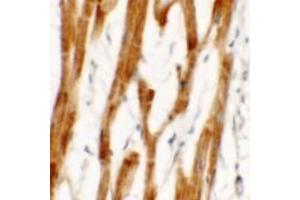 Immunohistochemistry (IHC) image for anti-FCH Domain Only 2 (FCHO2) (Middle Region) antibody (ABIN1030931) (FCHO2 anticorps  (Middle Region))
