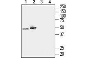 Western blot analysis of mouse lung lysate (lanes 1 and 3) and rat kidney membranes (lanes 2 and 4): - 1,2.