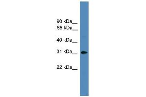 WB Suggested Anti-AREG Antibody Titration:  0. (Amphiregulin anticorps  (Middle Region))