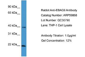 WB Suggested Anti-EBAG9  Antibody Titration: 0. (RCAS1 anticorps  (C-Term))