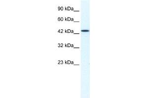 WB Suggested Anti-MCM7 Antibody Titration:  1. (MCM7 anticorps  (Middle Region))