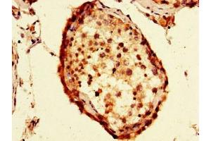 Immunohistochemistry of paraffin-embedded human testis tissue using ABIN7152582 at dilution of 1:100
