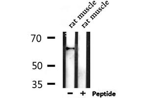 Western blot analysis of extracts from rat muscle, using TCF7L1 Antibody.